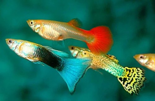 Guppy Fish, Size: 4 Inch, Rs 10 /Piece Blackpearl Aquatic | Id: 19788133633