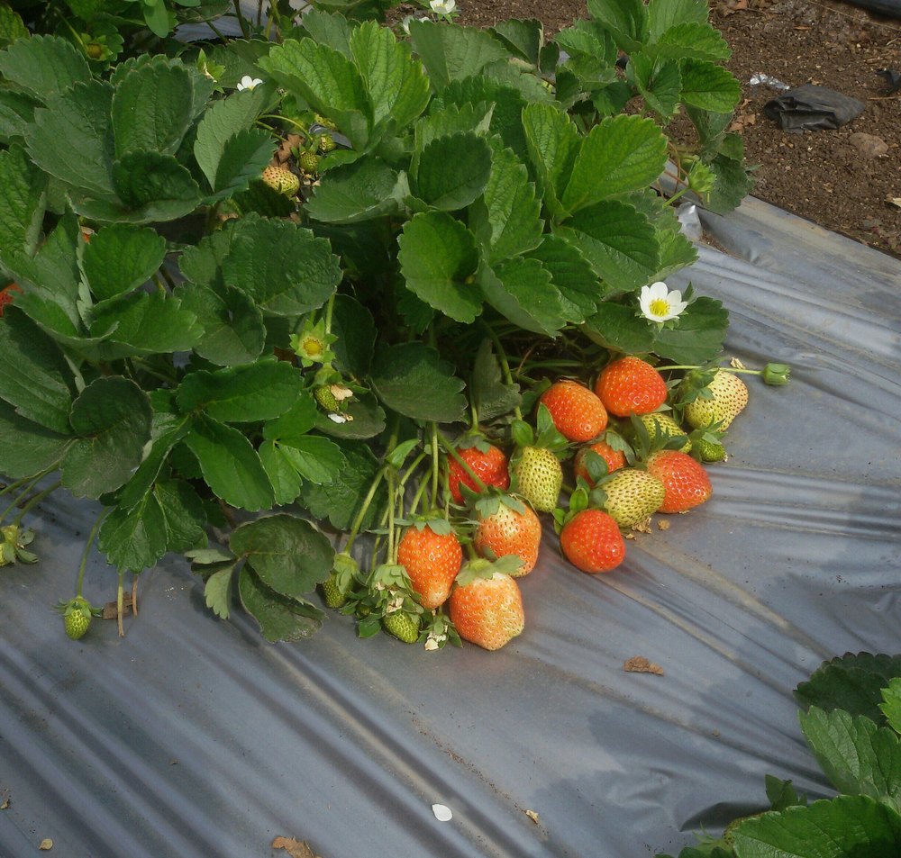 Strawberry, Packaging Type Carton at Rs 150/box in Satara ID