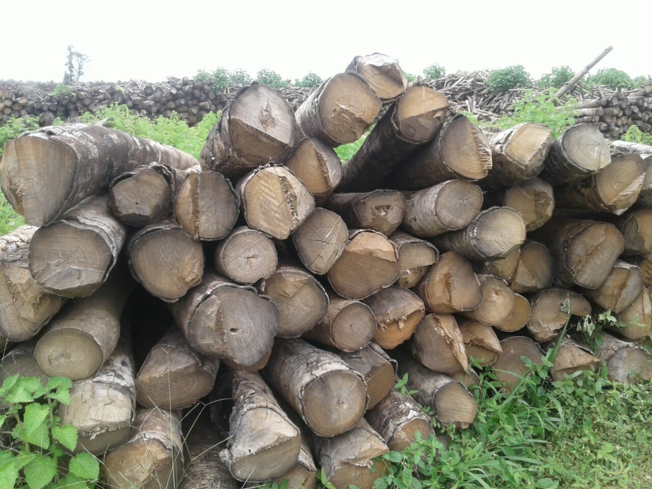 White Gamari Gmelina Wood, Rs 381 /cubic feet Gopal Saw Mill ID