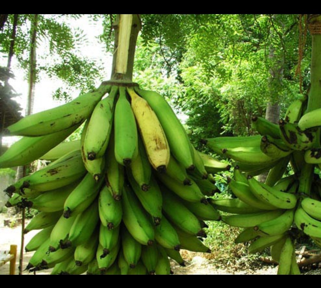 Nendran Banana/ Pazham at Rs 40/kg Selvapuram North Coimbatore ID