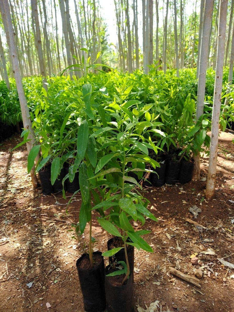 Full Sun Exposure Well Drained Plantation White Sandalwood Plant, Rs 25