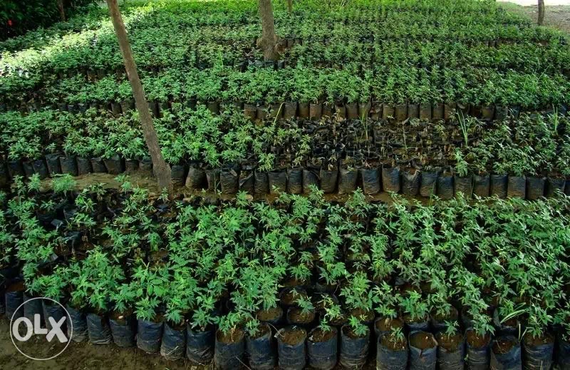 Oushadi Plants Nursery kerala at Rs 75/piece koikalathu Road Adoor ID 13807820030