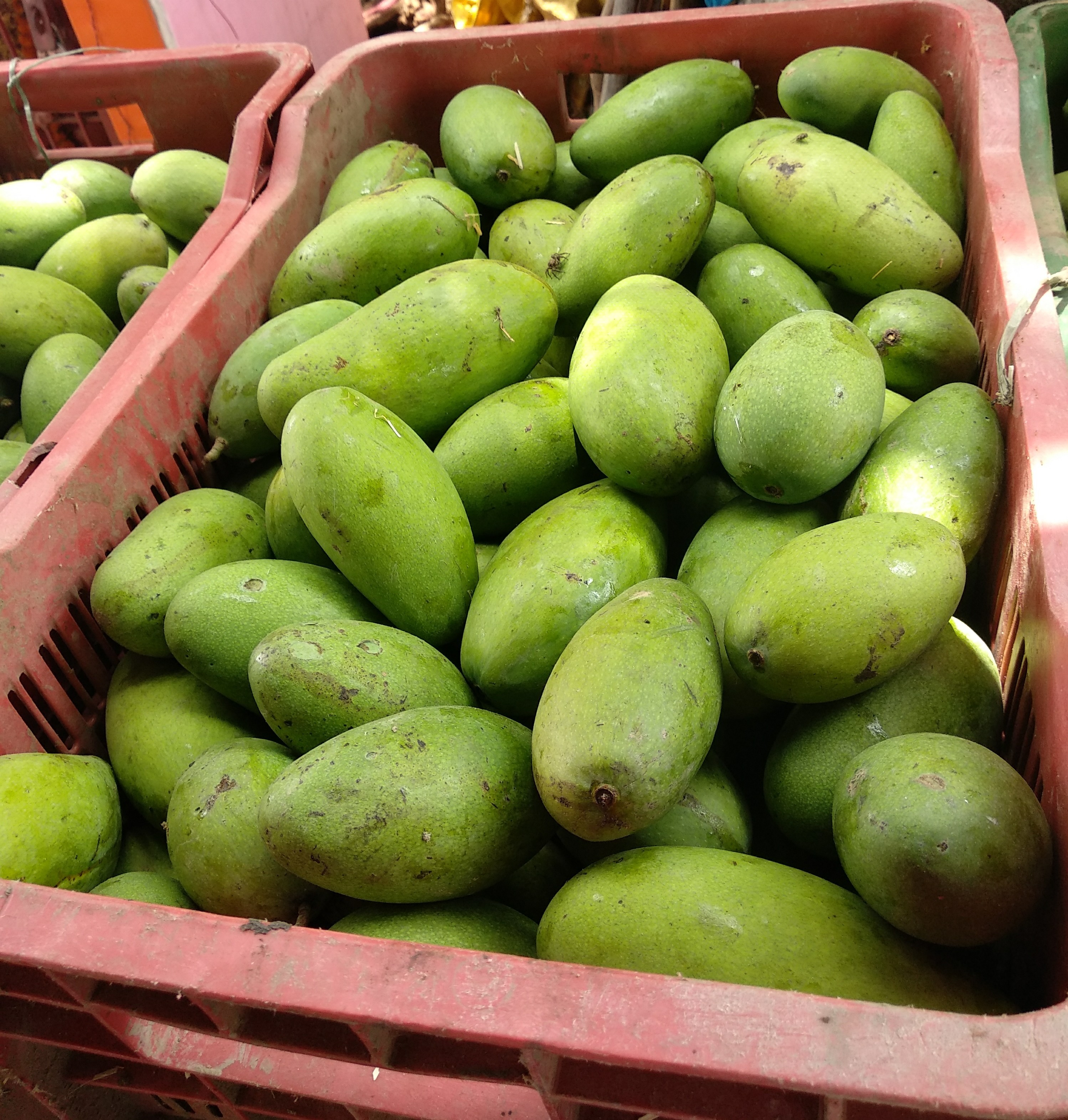 Green Dasheri Mangoes, Rs 23 /kilogram KPST Fruits And Company ID