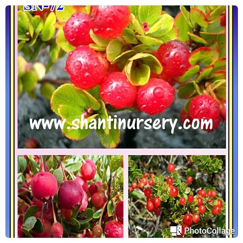 Cranberry Plant at Rs 750/piece Cranberry Extract Powder in 24