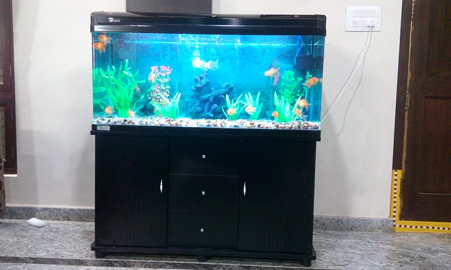 Aquariums at Rs 20000/piece Fish Aquarium ID 12376194688