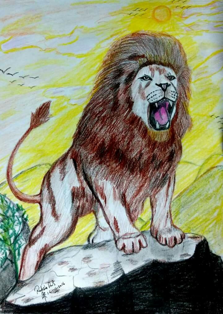 Lion Drawing Images With Colour Pencil Colour