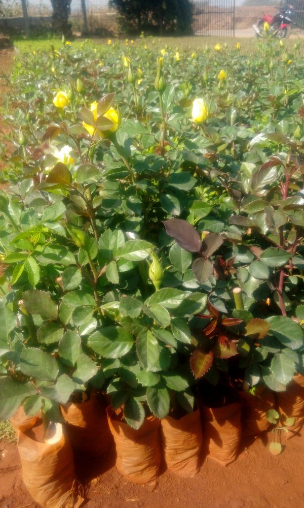 Gold Strike Dutch Rose Plants at Rs 6.5/piece Yellow Rose Plant in