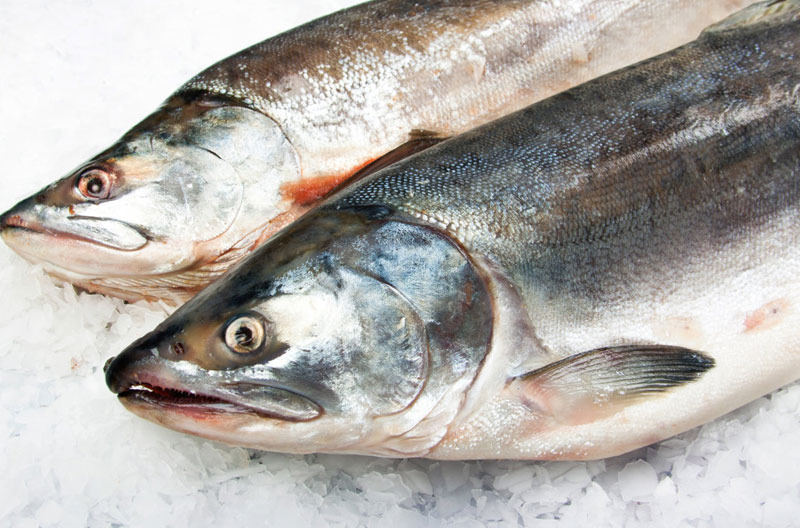 Salmon Fish, सैल्मन मछली in Sheshadripuram, Bengaluru , Bangalore Fish