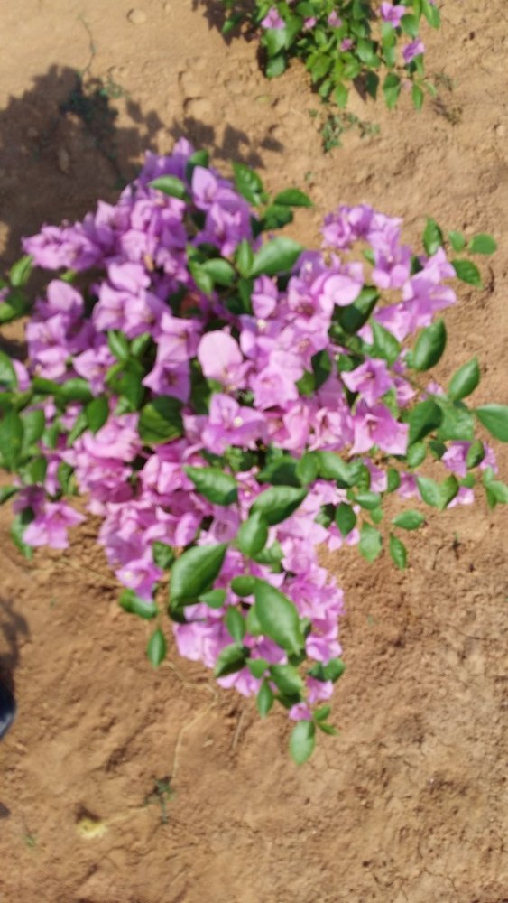Bougainvillea Plants at Rs 540/piece Nursery Development in