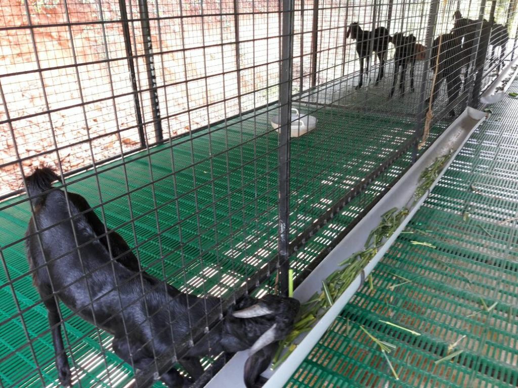 Plastic Slatted Floor On Goat Farm, प्लास्टिक फ्लोरिंग CSM Animal