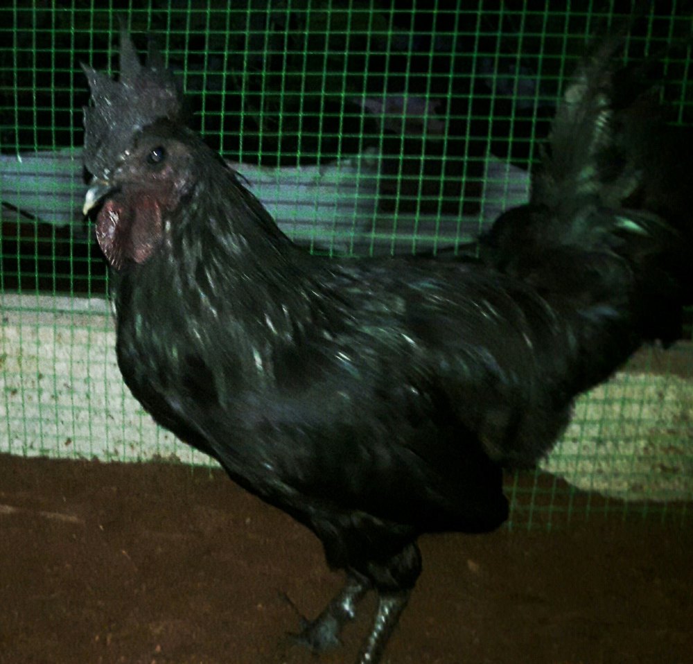 Kadaknath (karinkozhi) at Rs 750/piece Kadaknath Hen in Manjeri ID
