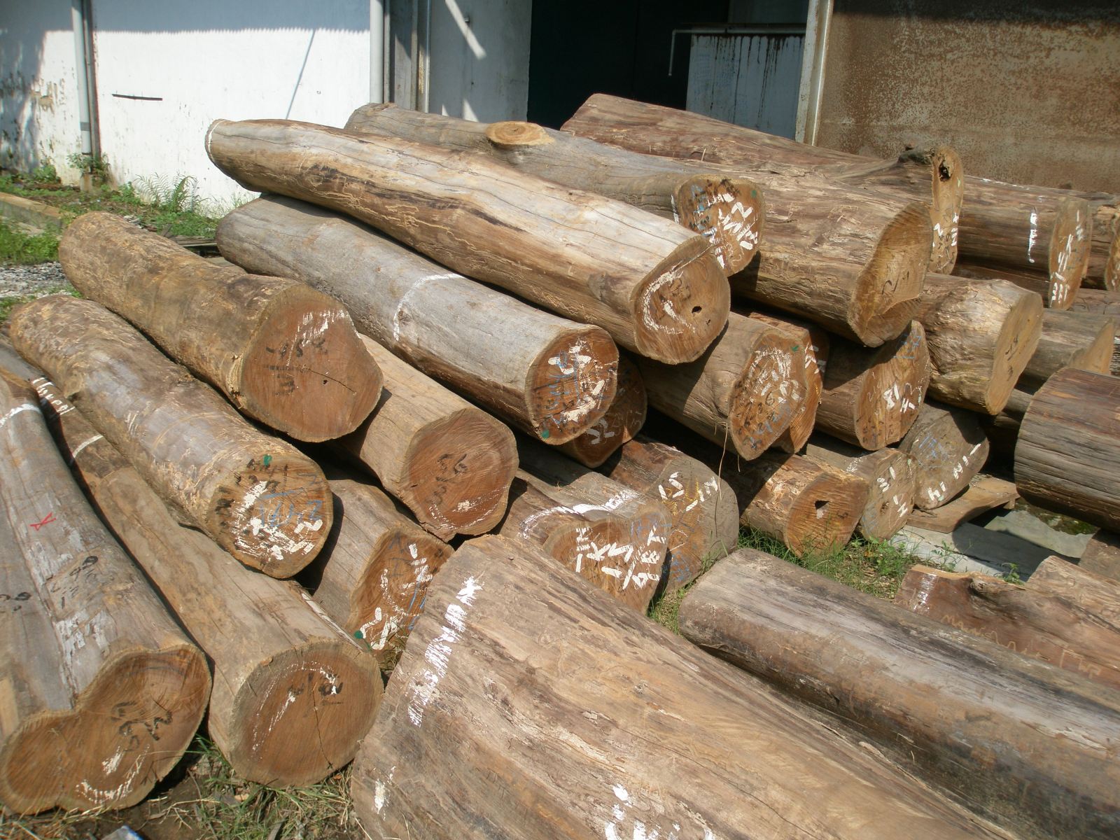 Teak Timber Log, लकड़ी के लॉग्स in Mankoli, Bhiwandi , Mangalam Timbers