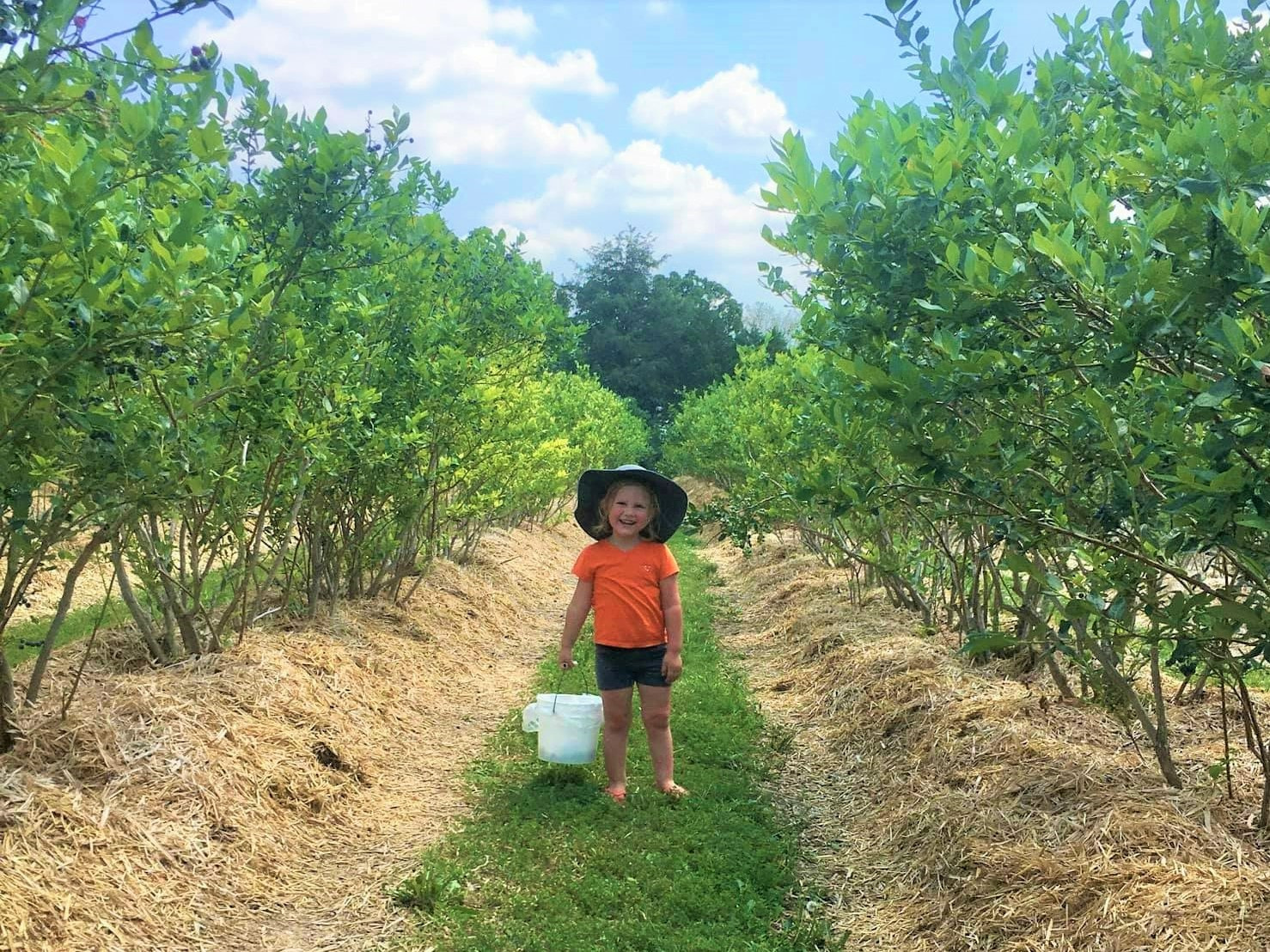 Best Strawberry Picking, Blueberries & More Near Springfield MO