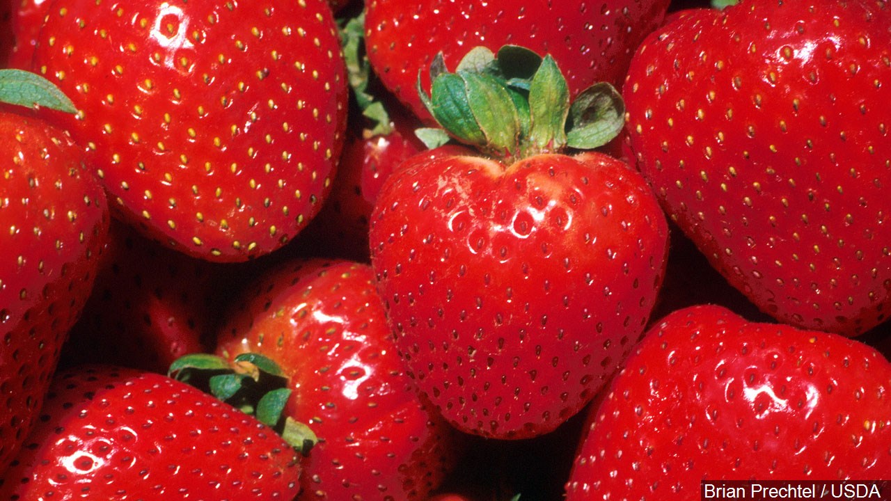 41Today Strawberry Festival this weekend in Reynolds 41Today