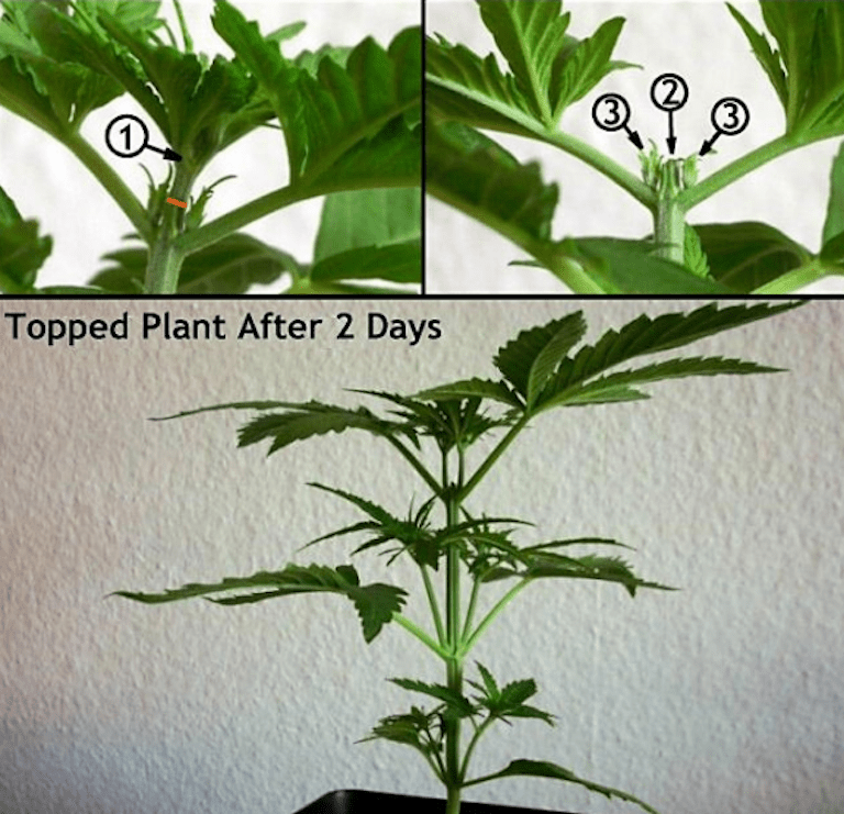 Part 10 How to Train Cannabis Plants for Maximum Yield Cultivation