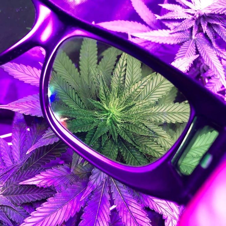 Best LED Grow Light Glasses Top 10 Best LED Grow Room Glasses (Review