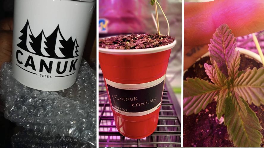 [Not ship To USA] Canuk Seeds Review 2023 Great Canada Seed Bank Ship to Canada, South Africa