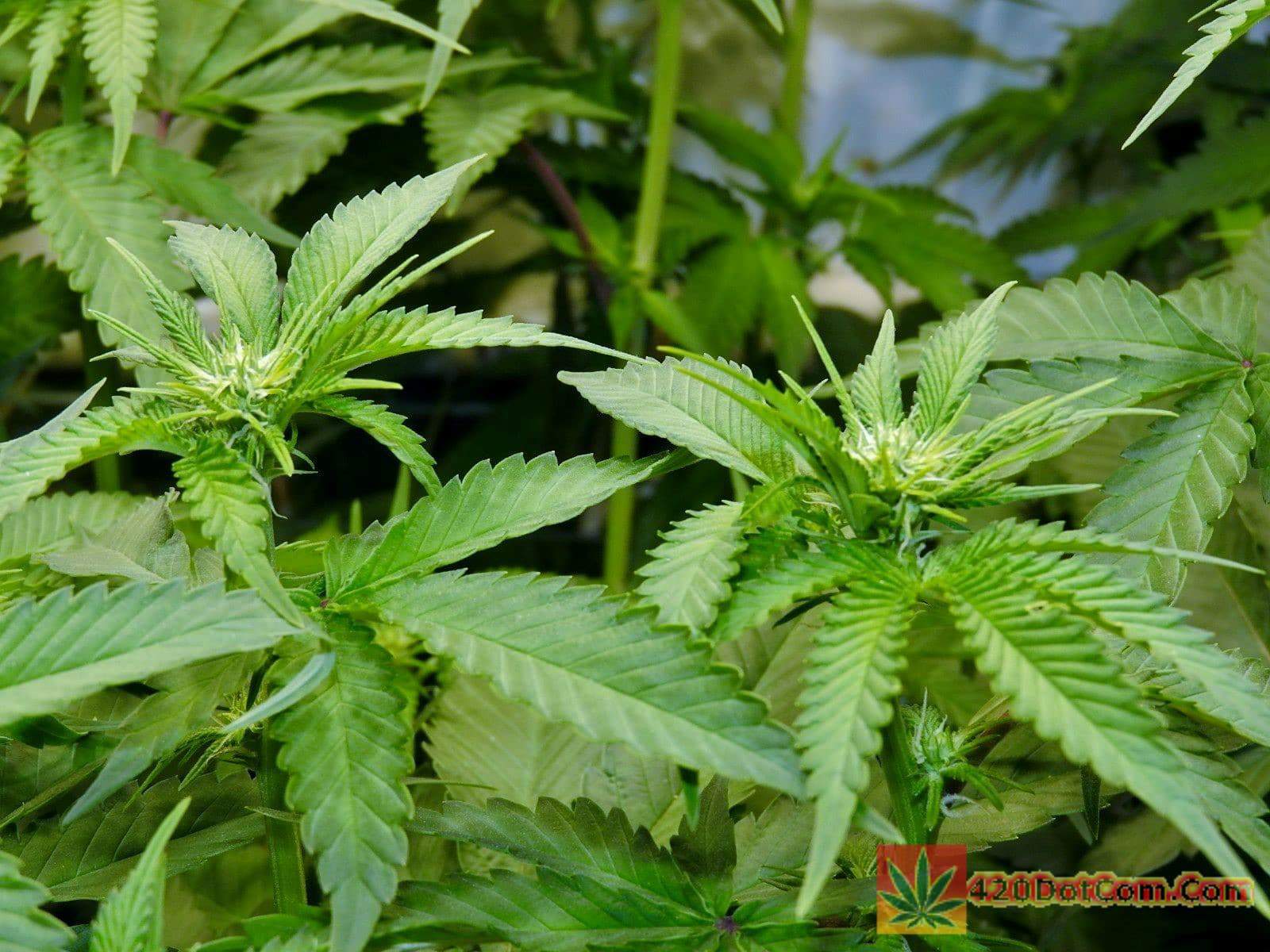 Gorilla Glue 4 Gorilla Glue Grow Journal How To Grow Weed Indoors