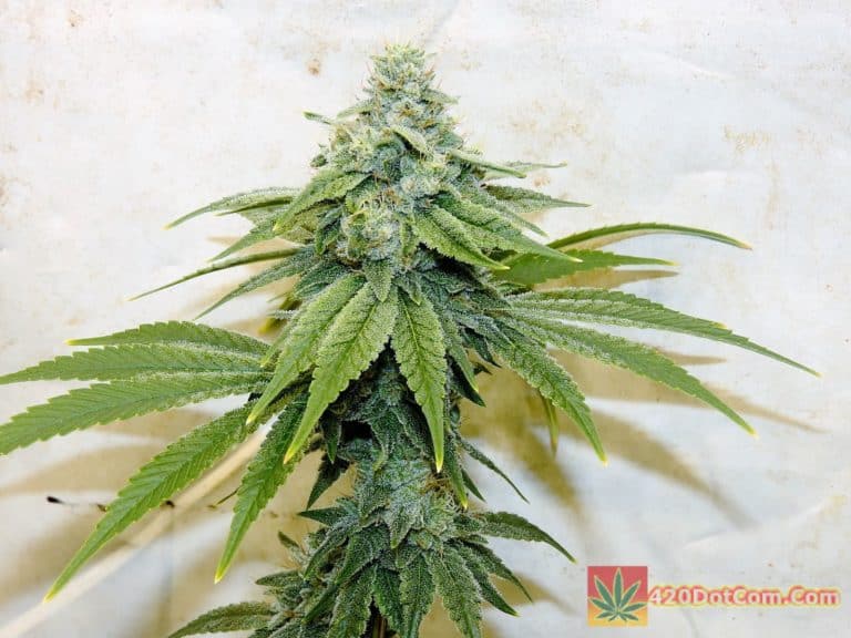 GG4, Peanut Butter Breath, Space Goo OG, Bruce Banner Mixed Grow How To Grow Weed Indoors