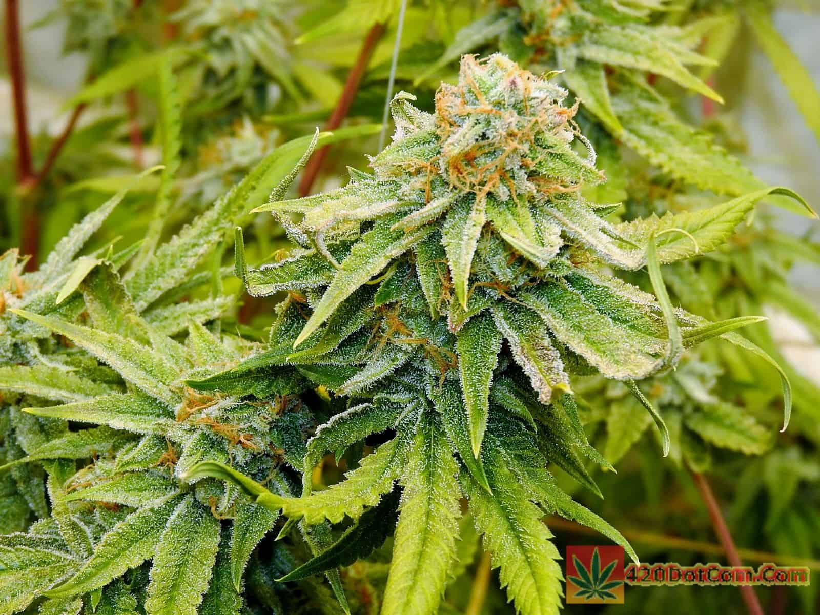 GG4, Peanut Butter Breath, Space Goo OG, Bruce Banner Mixed Grow How To Grow Weed Indoors