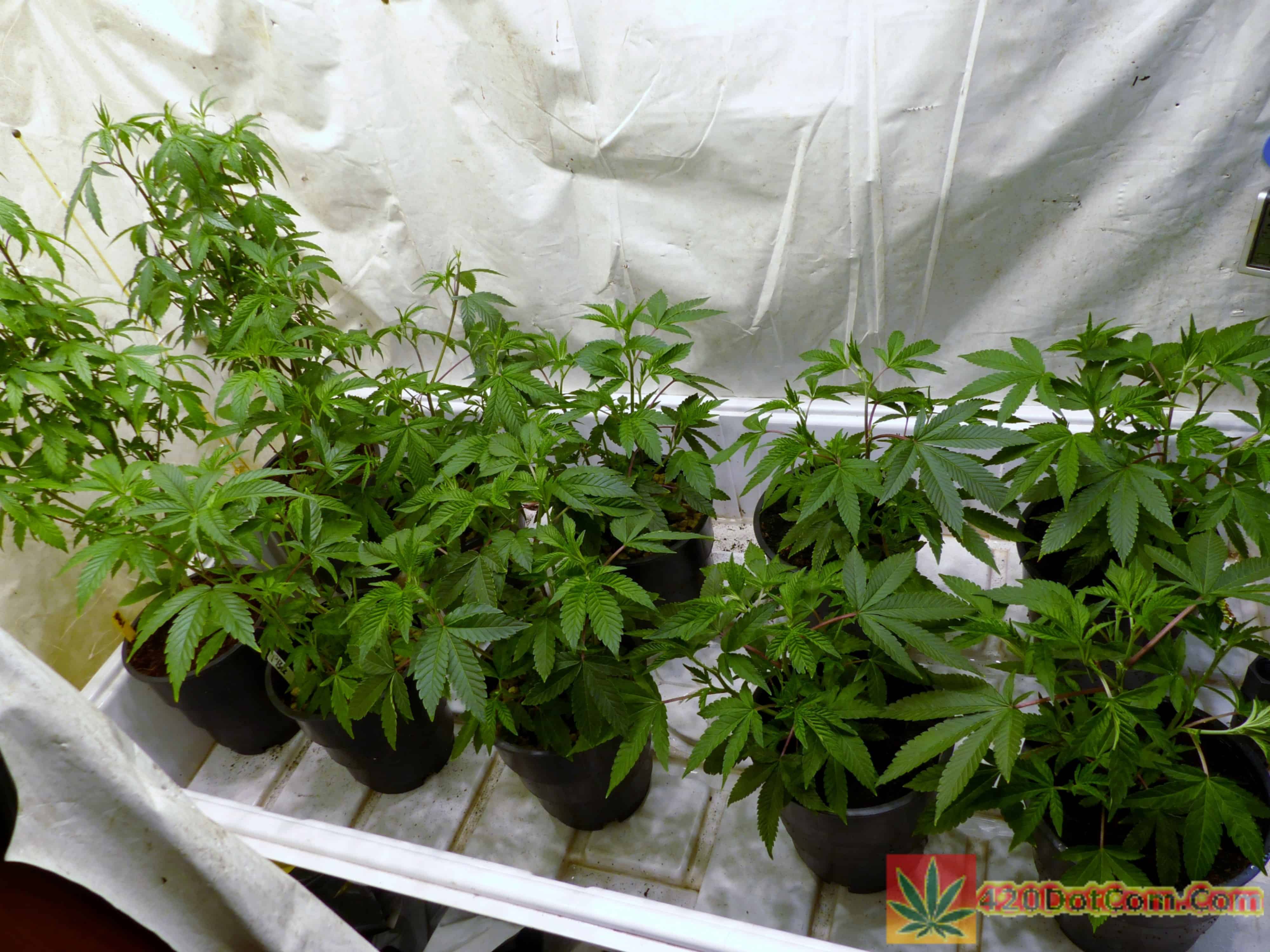 GG4, Peanut Butter Breath, Space Goo OG, Bruce Banner Mixed Grow How To Grow Weed Indoors