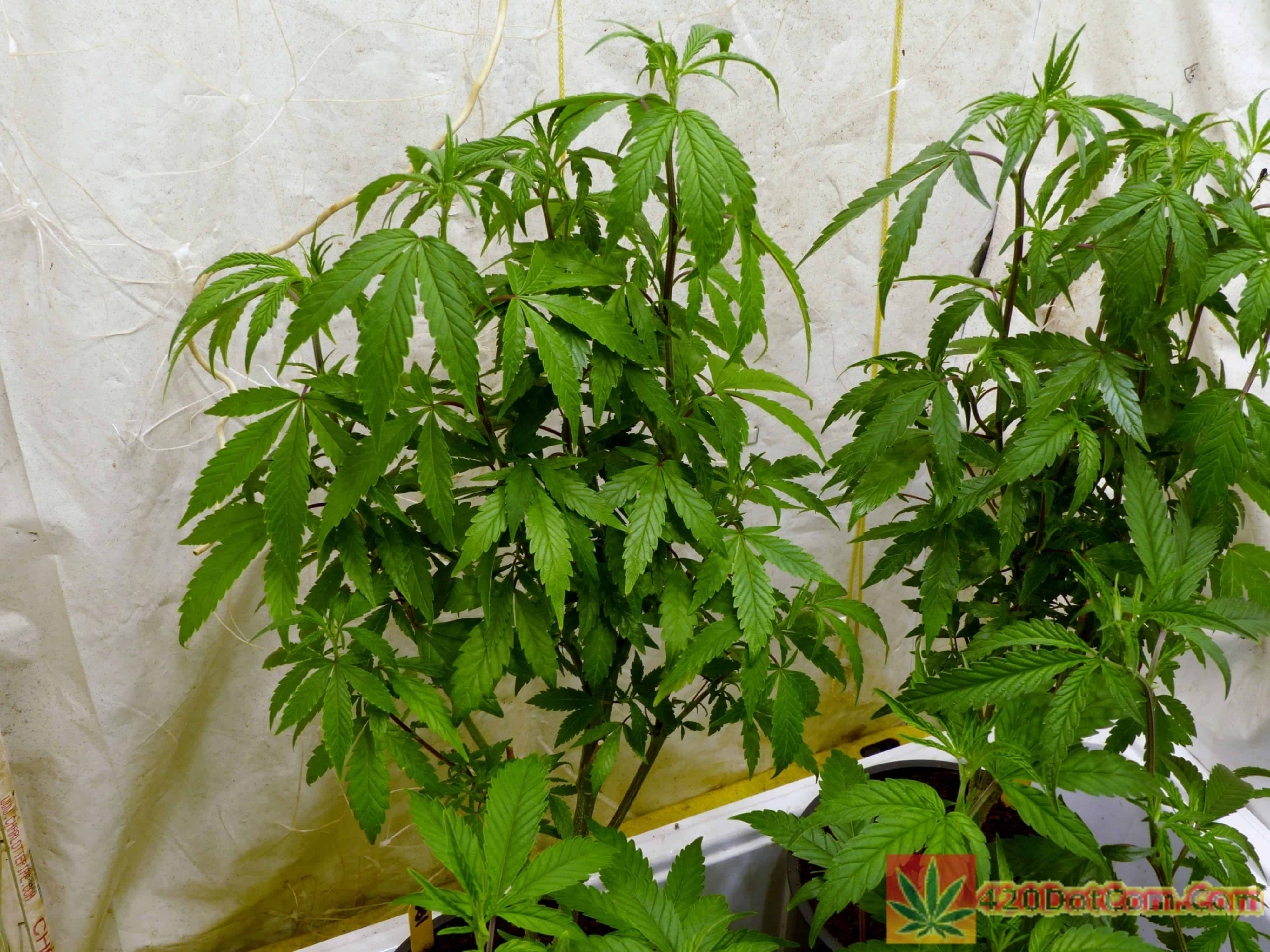 GG4, Peanut Butter Breath, Space Goo OG, Bruce Banner Mixed Grow How To Grow Weed Indoors