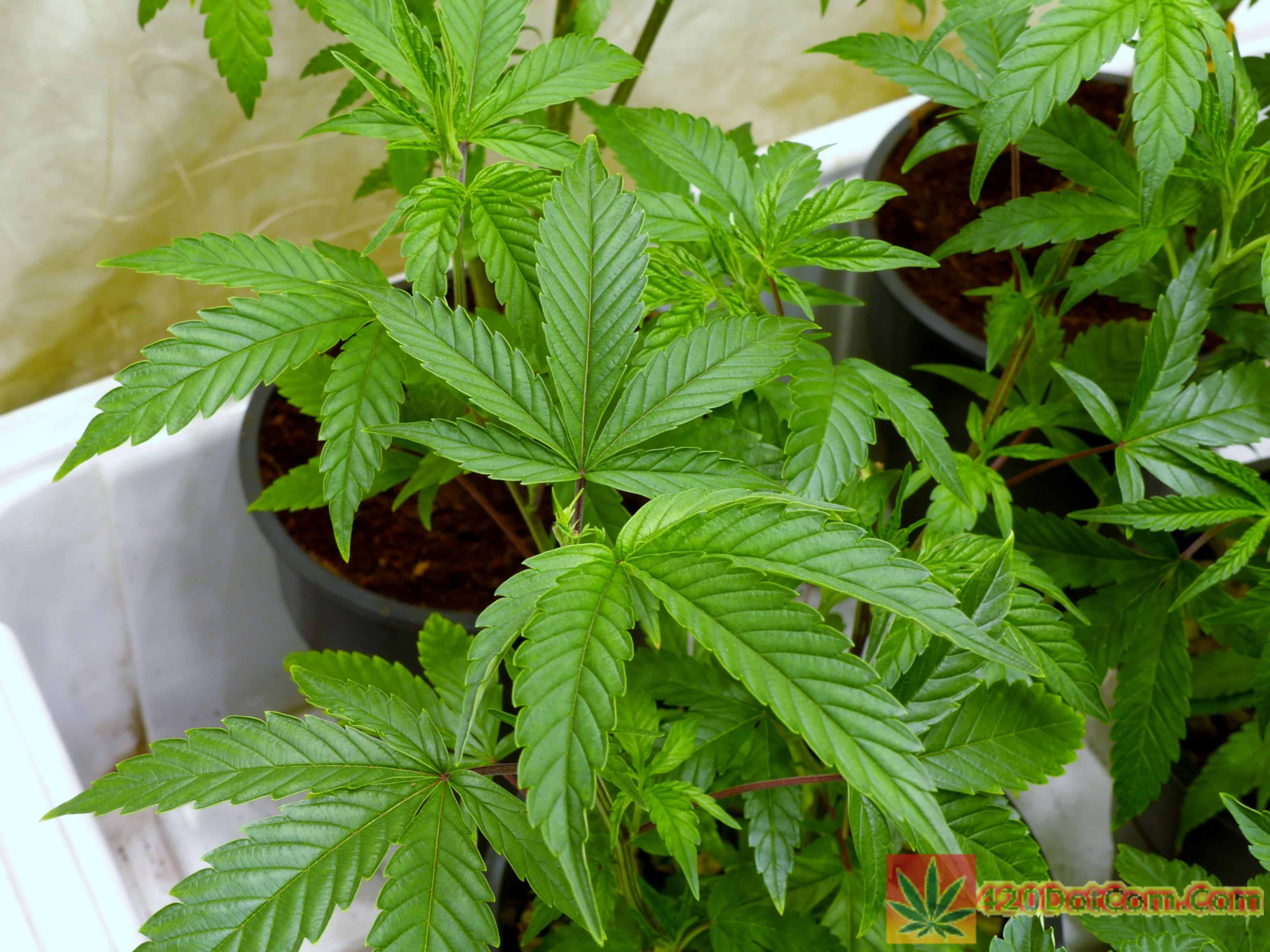 GG4, Peanut Butter Breath, Space Goo OG, Bruce Banner Mixed Grow How To Grow Weed Indoors