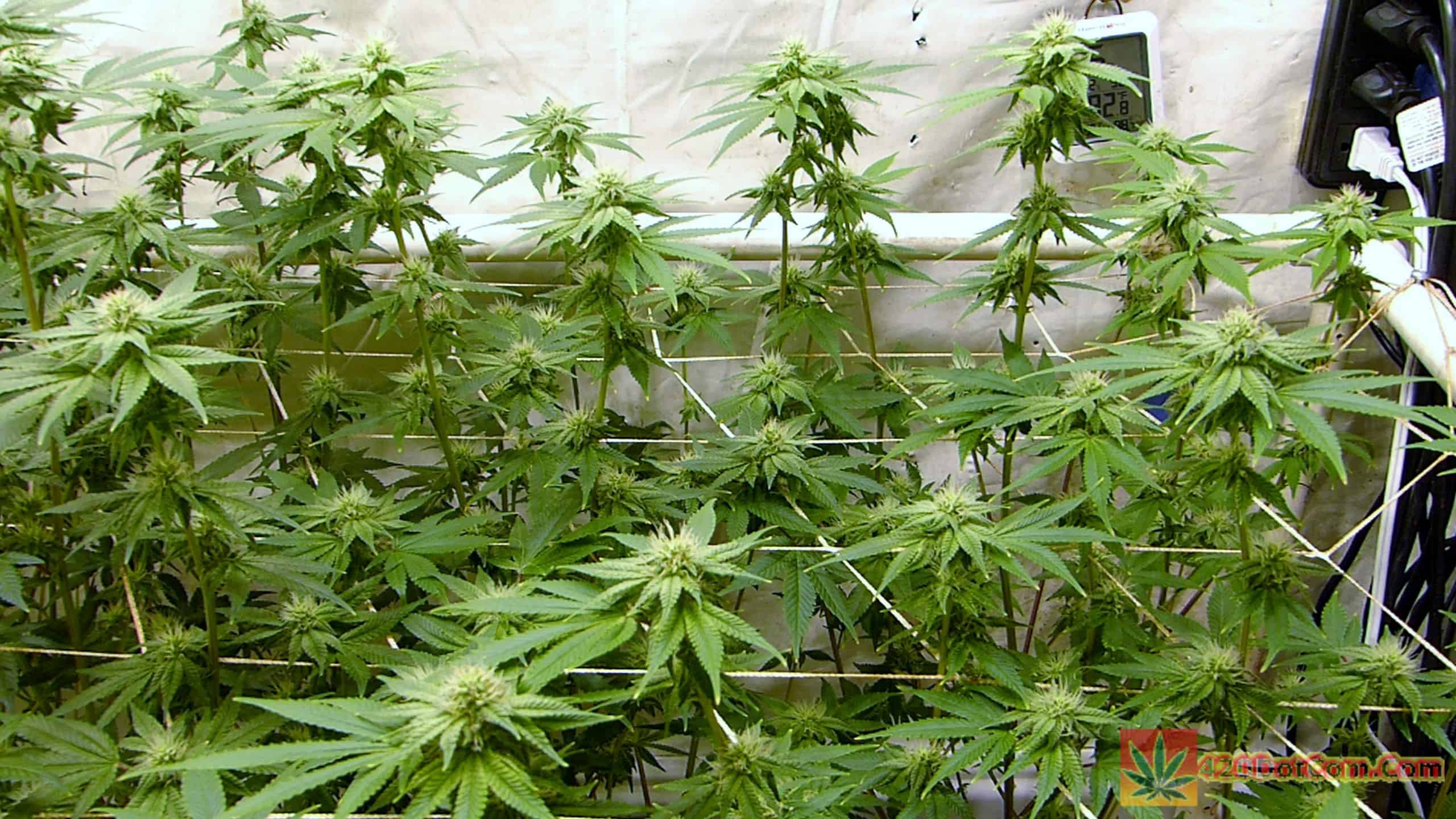 GG4, Peanut Butter Breath, Space Goo OG, Bruce Banner Mixed Grow How To Grow Weed Indoors