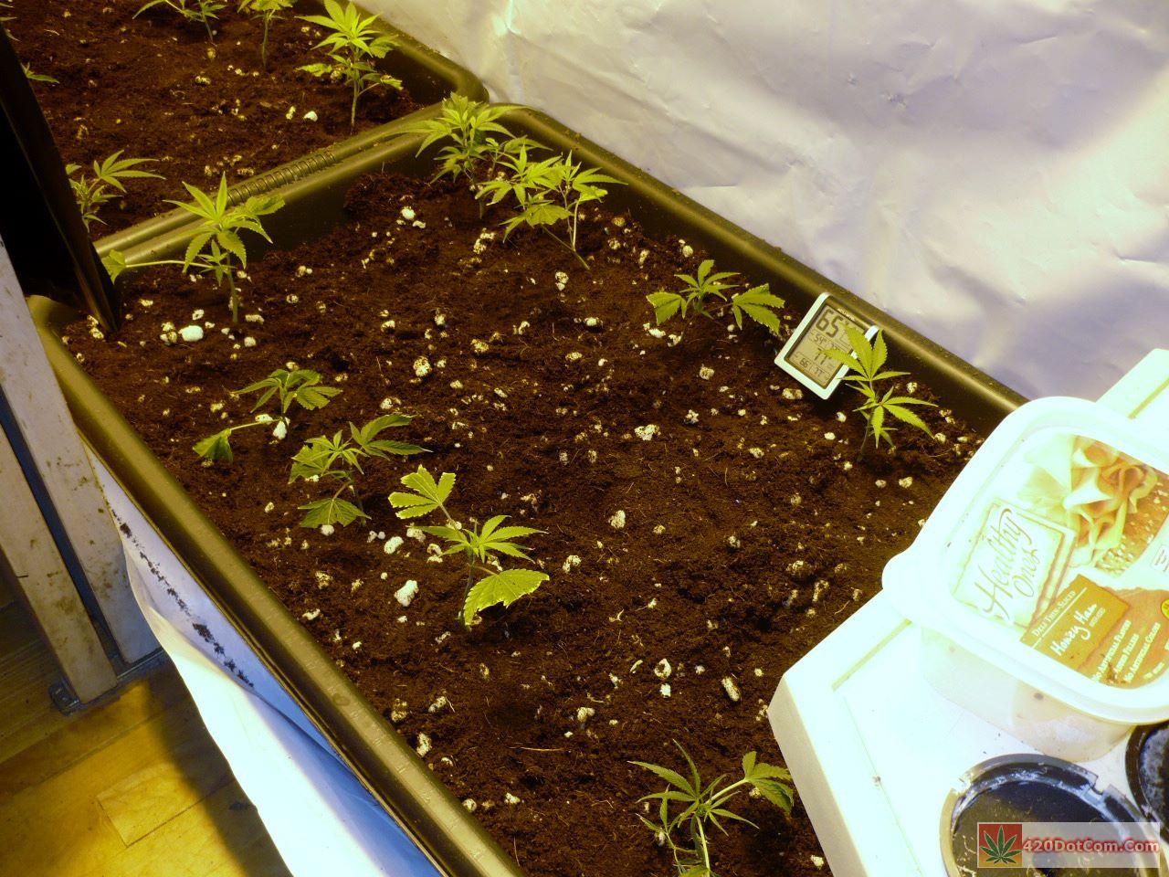 New Grow Closet My Super Closet Grow Room Set Up How To Grow Weed