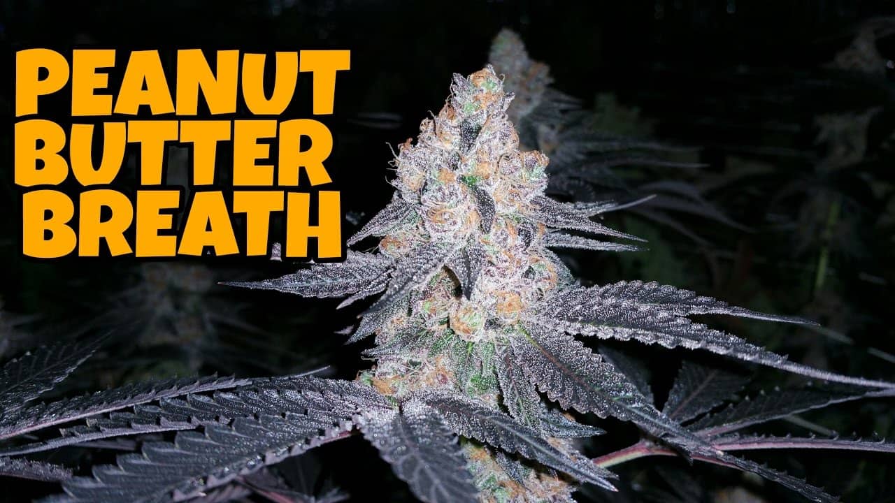 GG4, Peanut Butter Breath, Space Goo OG, Bruce Banner Mixed Grow How To Grow Weed Indoors