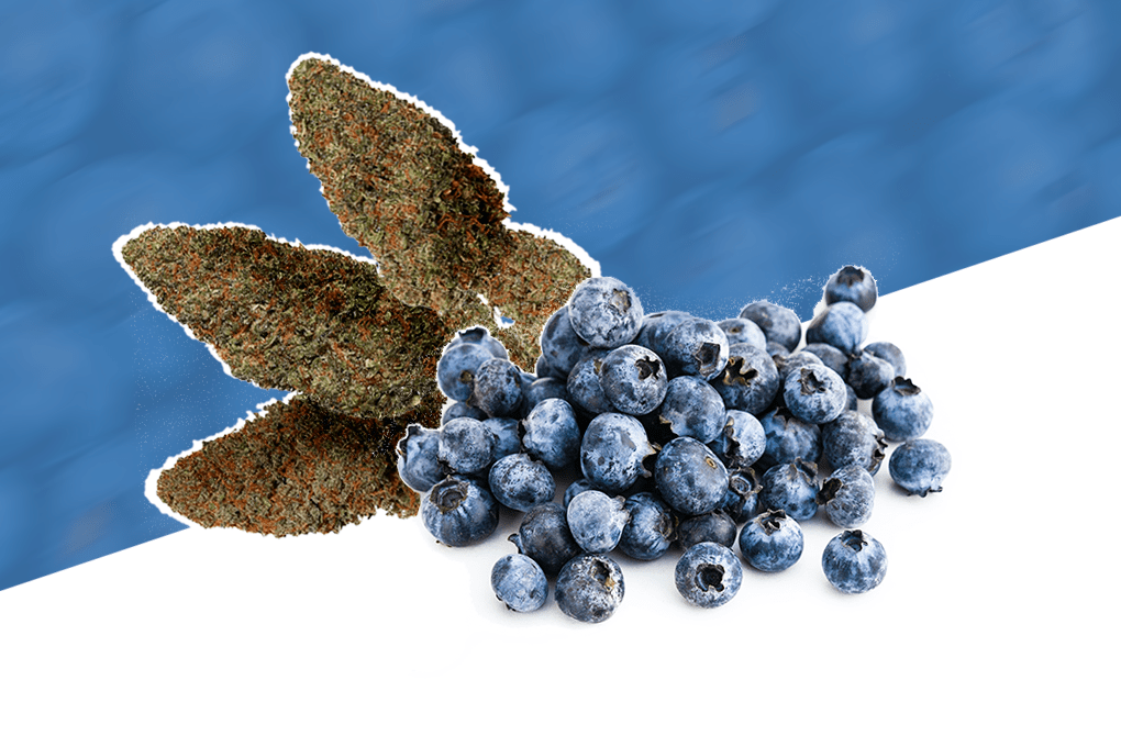 Blueberry Diesel Strain Review » 420 Method