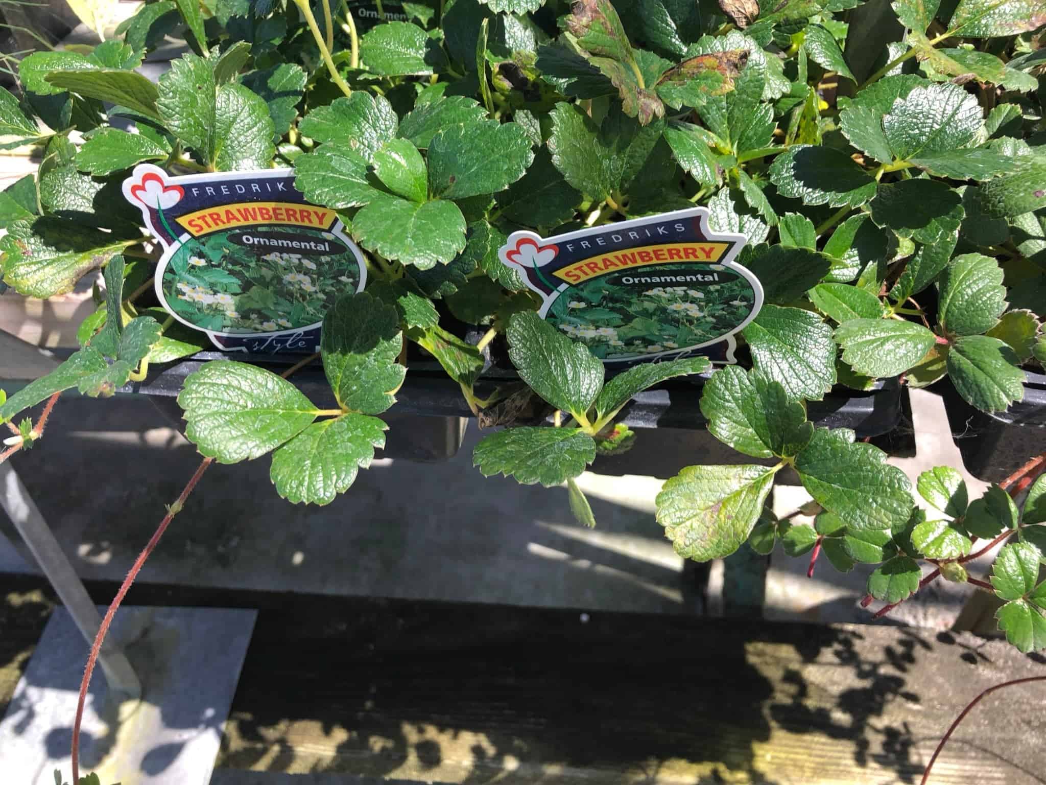 Mid City Nursery American Canyon Napa Valley