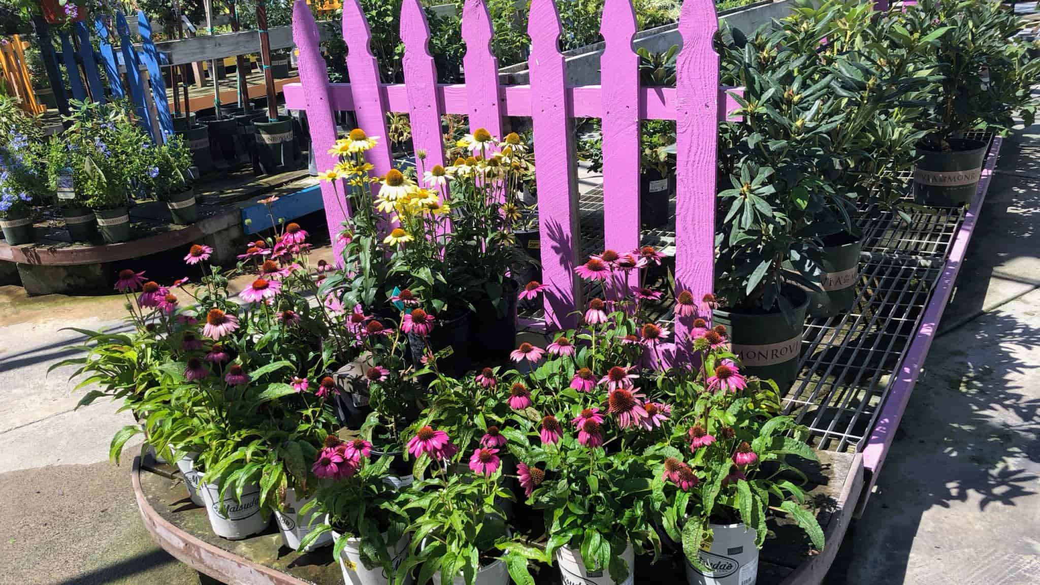 Mid City Nursery American Canyon Napa Valley