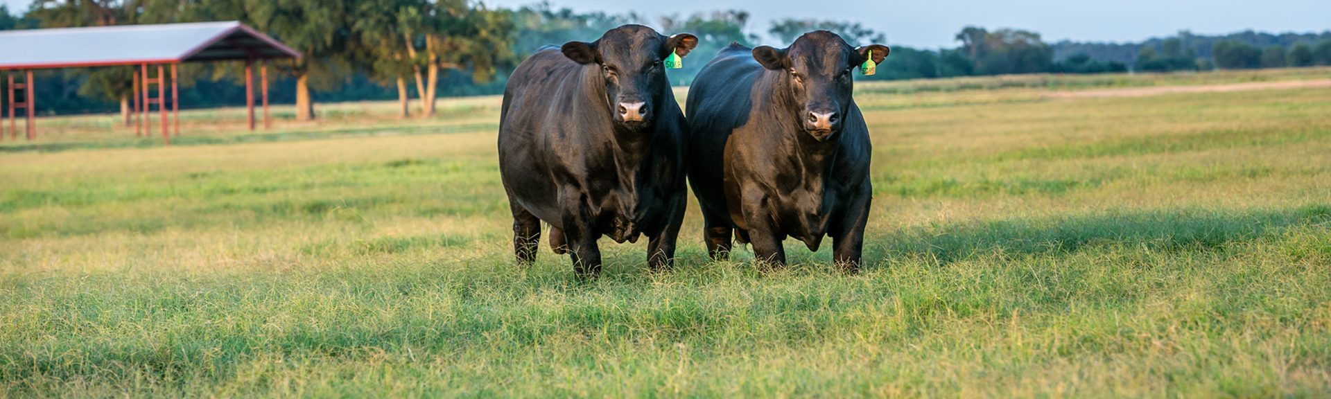 Spring Bull Sale 44 Farms