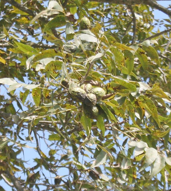 UGA Extension specialist optimistic about pecan crop Sowegalive