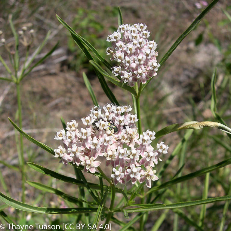 Asclepias fascicularis (NarrowLeaf Milkweed) California Native Seeds