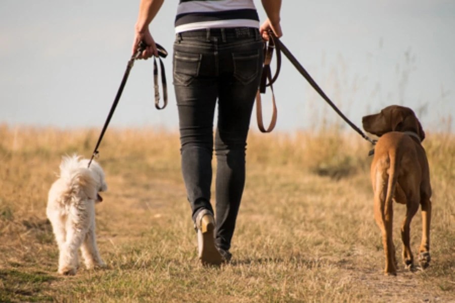 How to Stop Your Dog Pulling on the Leash Animal