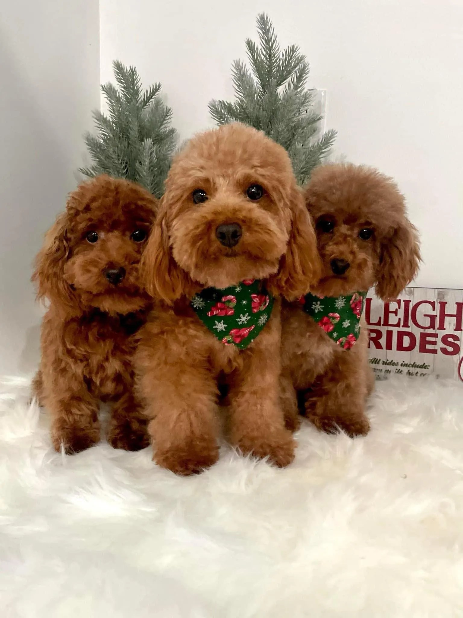 Toy Poodle Puppies Frenchie Puppies For Sale in Houston Texas