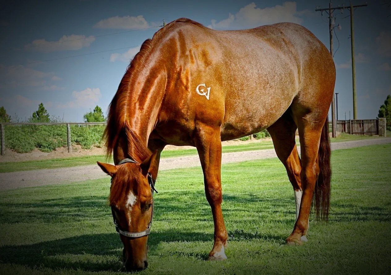 Horse Sales 4C Stables Inc Horse Boarding Facility Midland, TX