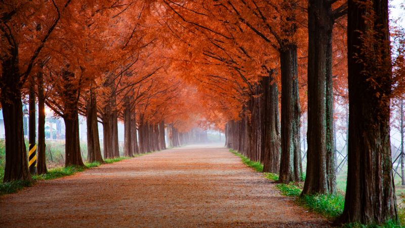 Autumn Wallpaper 4K, Trees, Path, Foggy, Mist, Morning