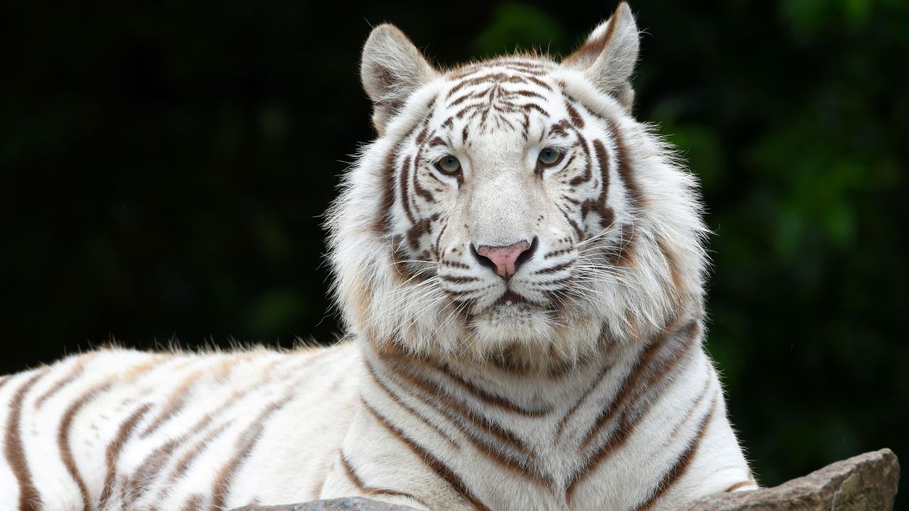 White Tiger 4K Wallpaper, Siberian Tiger, Big cat, Animals, 2193