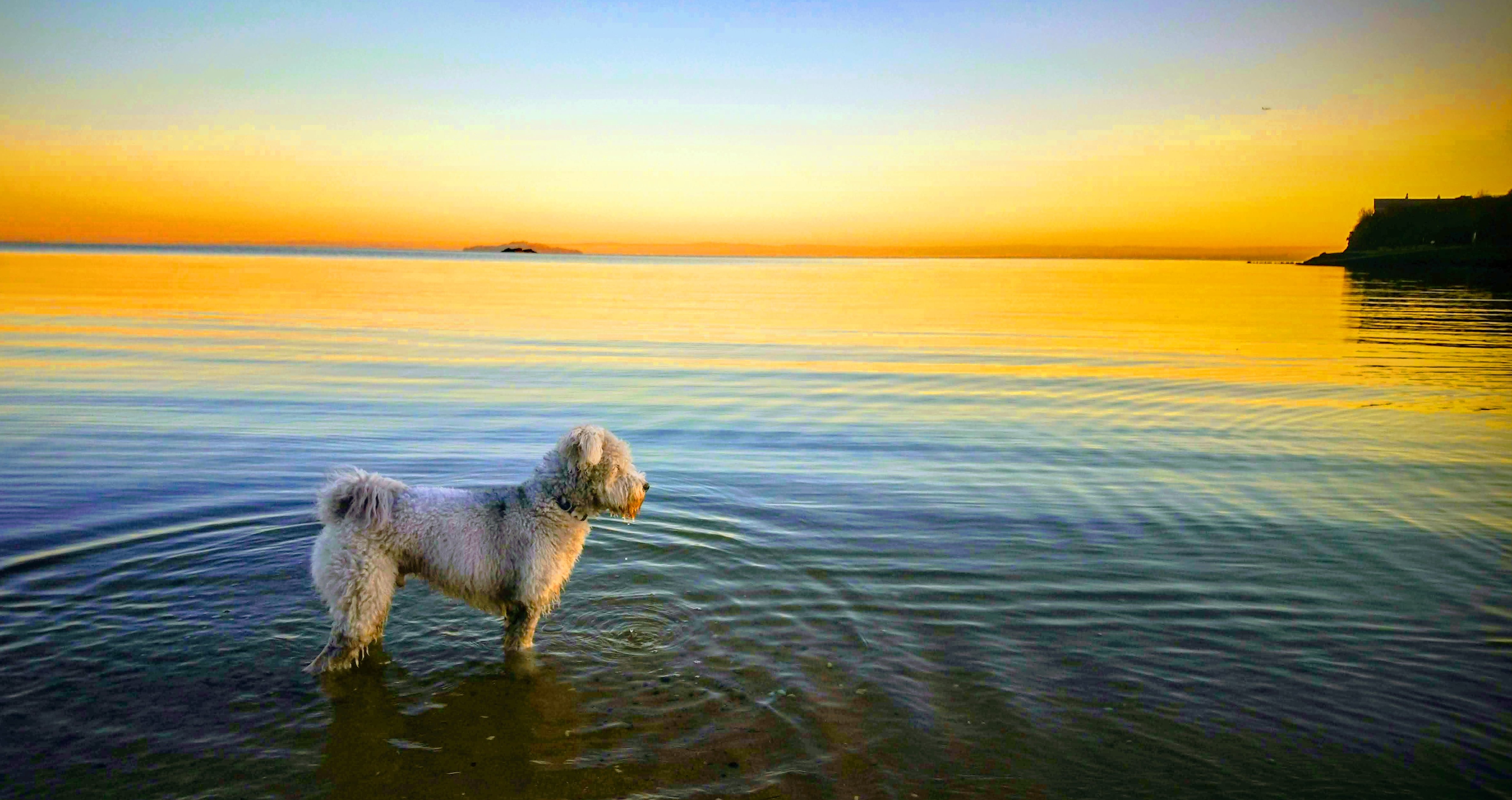 Sharon's 4 Legged Friends Professional Dog Walker Burntisland