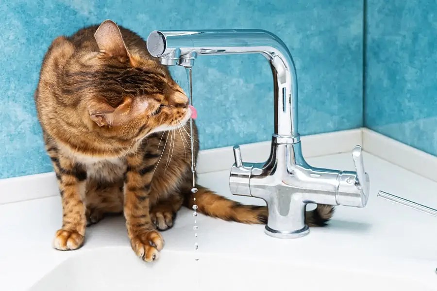 Why Does My Cat Do That? Here are some answers 4 Legged Kids