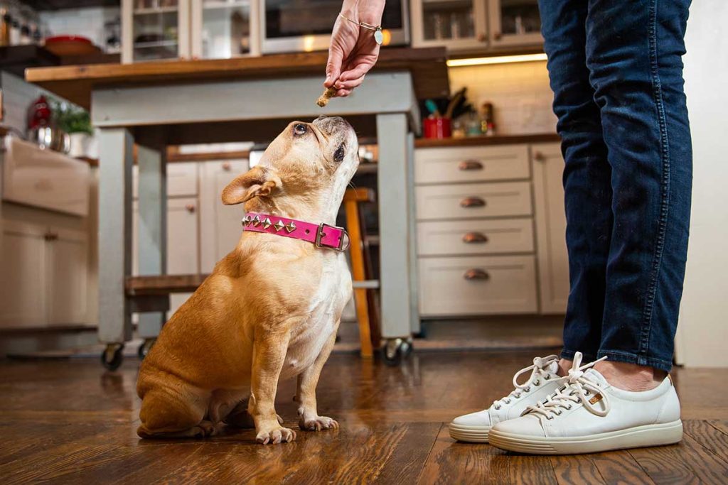 BEST St. Louis, MO Pet Sitting 1 Rated