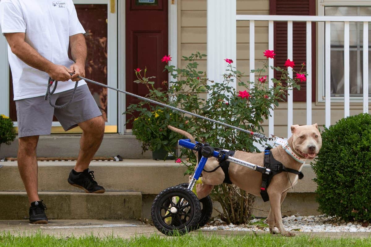 Pet Sitting Services in St. Louis 4 Legged Kids