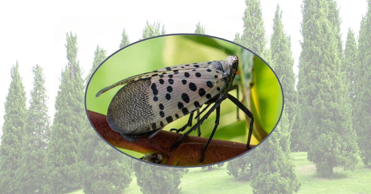 The Christmas Tree Bug Could Be Laying Eggs In Your NJ Home NJ Pest