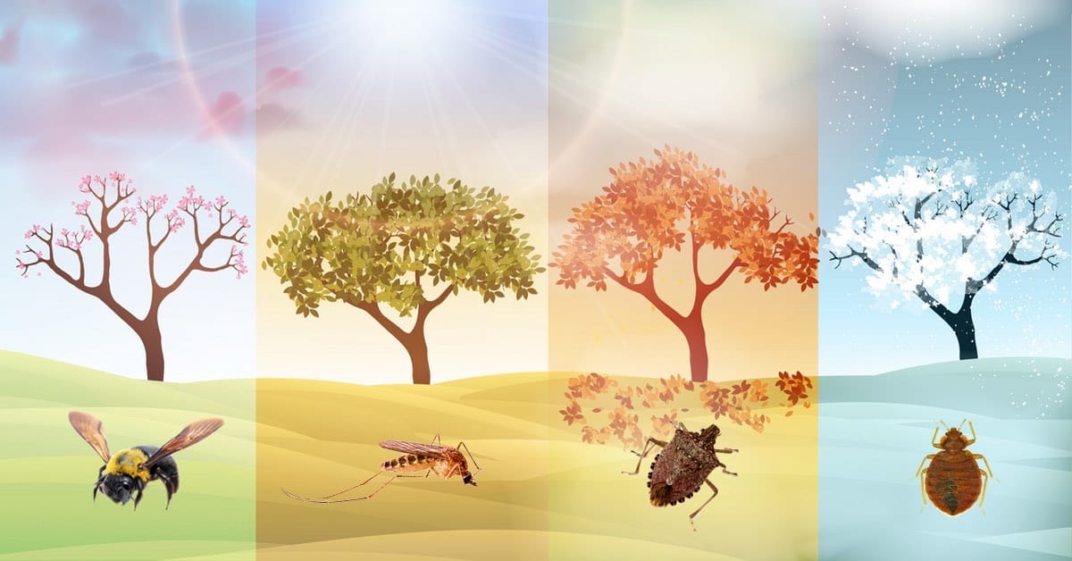 Types Of Bugs In NJ & Time Of Year They Are Prevalent NJ Pest Control