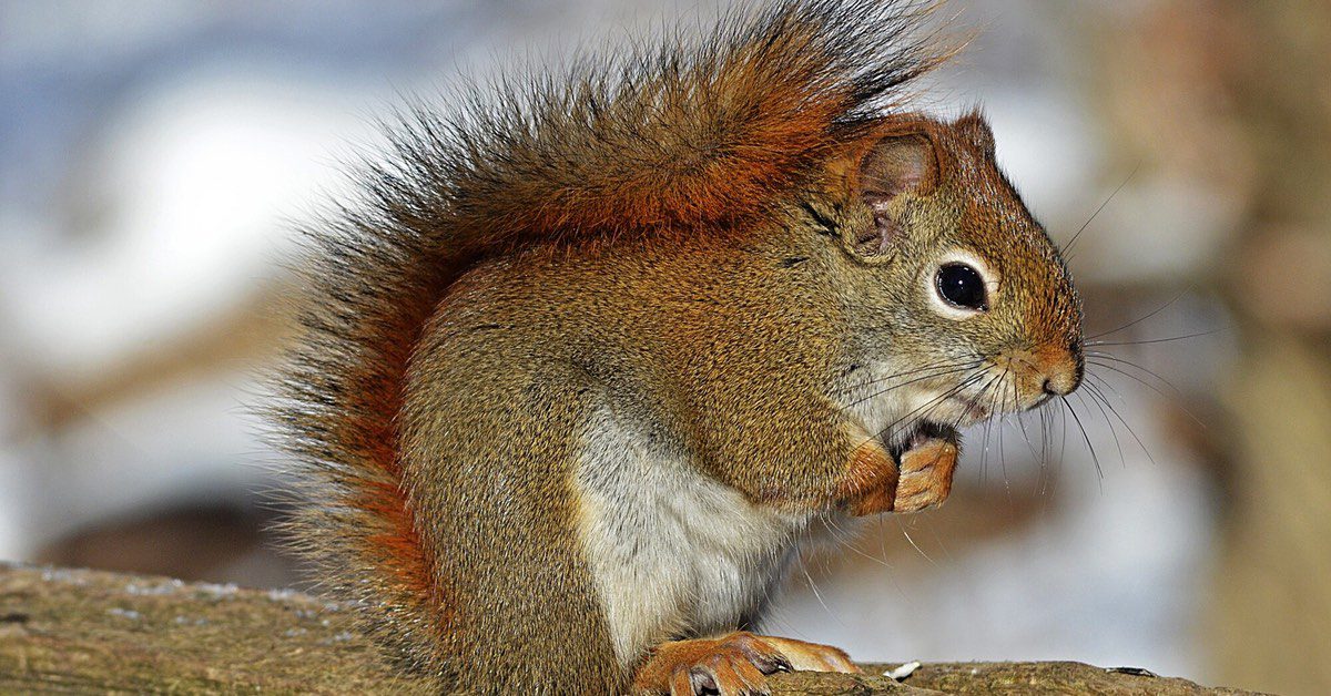 Squirrels In My Attic, 5 Tips How To Get Rid Of NJ Pest Control