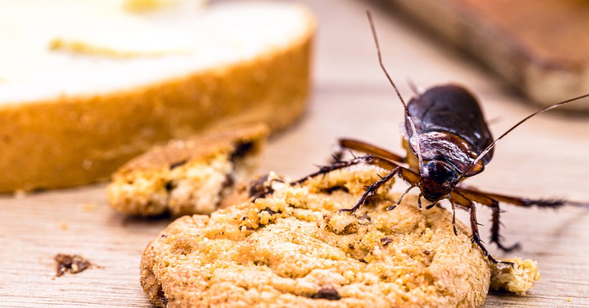 How To Keep Roaches Away NJ Pest Control