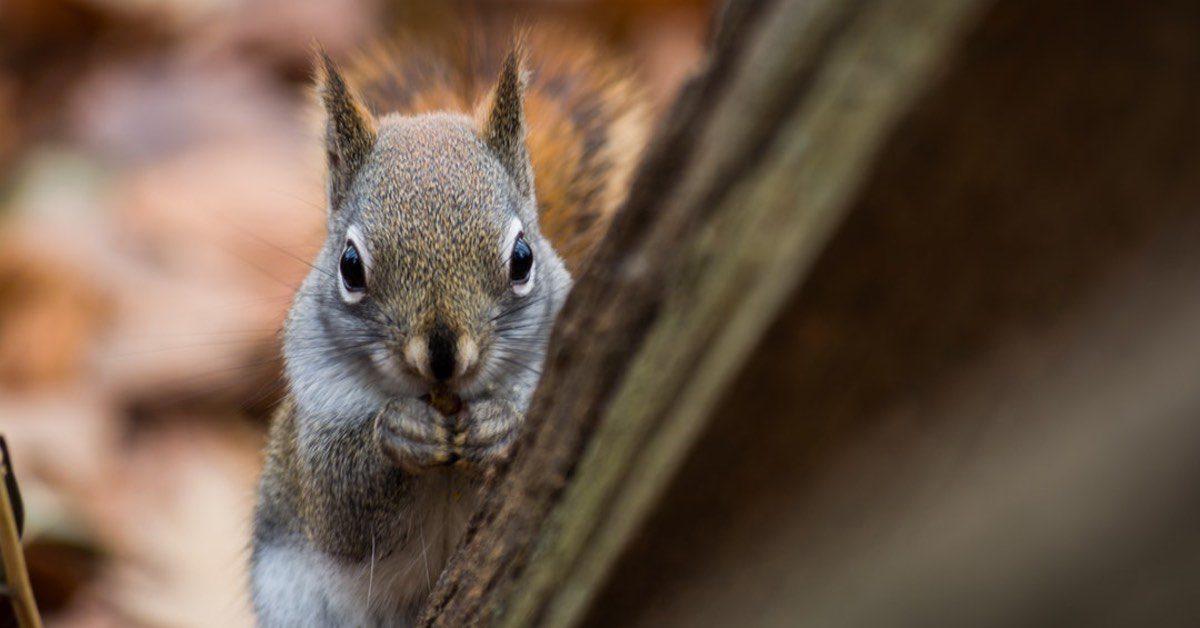 Can Squirrels Give Humans Diseases? NJ Pest Control